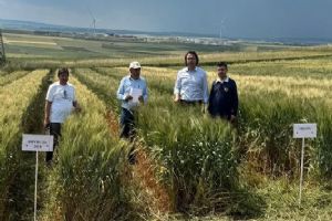 Silivri’de 38 çeşit Buğday ve Arpa için demonstrasyon çalışması