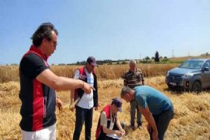 Silivri’de Arpa hasadı başladı