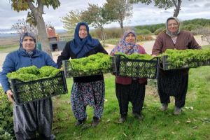 link Silivri Belediyesi’nden tarımsal üretime destek: Hasat kamu yemekhanesinde değerlendiriliyor