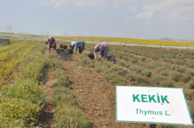 Kekik ve Fesleğen hasadı gerçekleşti