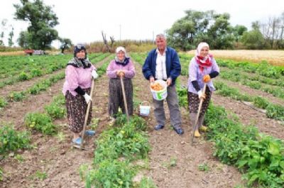 İlk domates üreticisi yine değişmedi