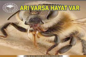 “Arı varsa hayat var”