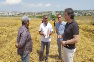 “Arpa hasadı Silivrili çiftçimizin yüzünü güldürüyor”