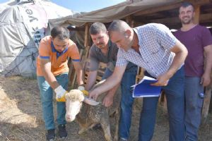 Etler ihtiyaç sahiplerine ulaştırılacak