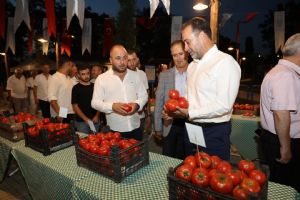 Silivri’de en güzel domatesler yarıştı