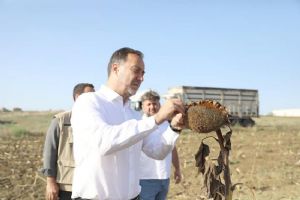 Silivri Belediyesi yerli ve milli Ayçiçek tohumu dağıtıyor
