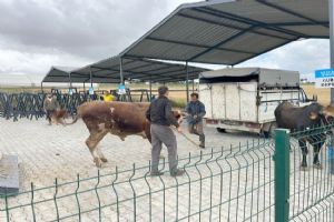 Canlı Hayvan Pazarında, Kurban Bayramı hazırlığı
