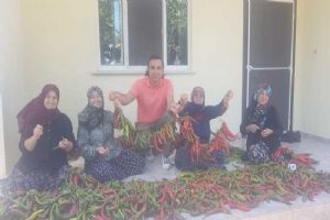 Sayalar Mahallesi’nde biber hasadı