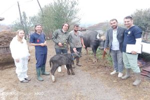Suni tohumlama sonrası ilk doğum