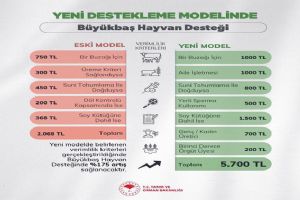 Büyükbaş Hayvan desteği