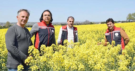 Silivri’de Kanola tarlaları sarıya büründü
