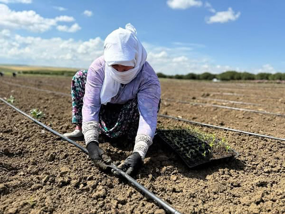 Silivri’de tarımsal üretim hız kesmeden sürüyor
