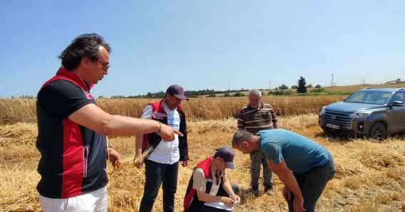 Silivri’de Arpa hasadı başladı
