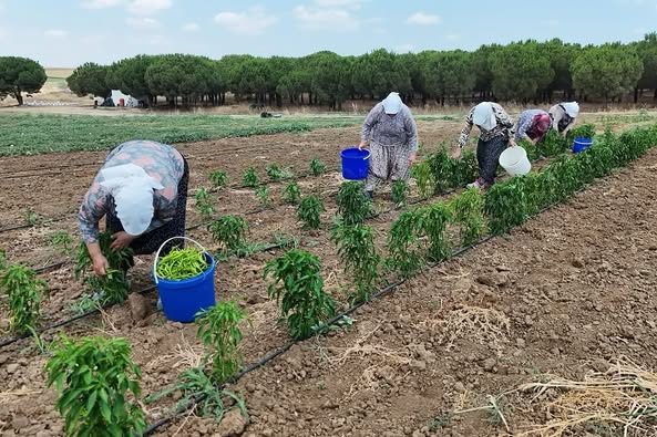 Silivri Belediyesi’nden üretime ve kamuya destek