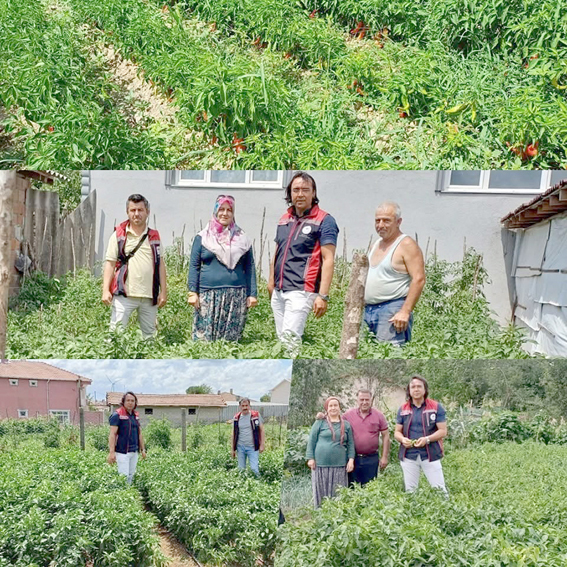 TAKEP kapsamında dağıtılan biber fideleri yerinde kontrol edildi