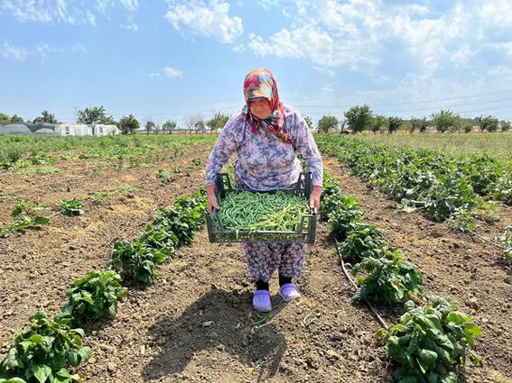 Silivri Belediyesi’nden tarımsal üretimde yeni hasat