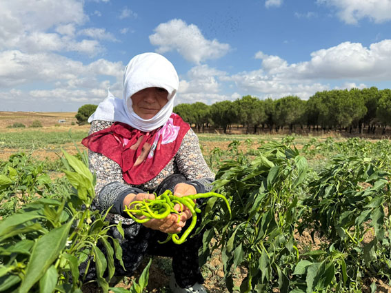 Gümüşyaka’da hasat, kamuya katkıya dönüşüyor
