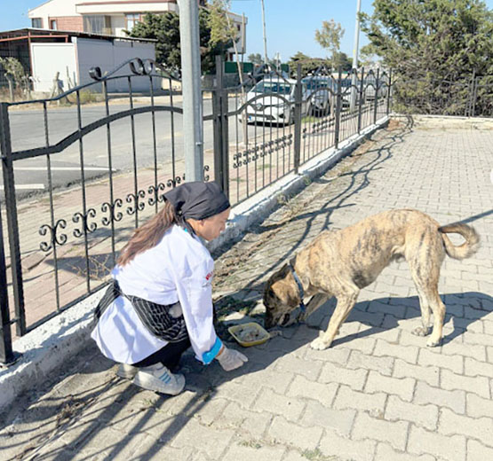 Selimpaşa MTAL öğrencilerinden sokak hayvanları için anlamlı proje