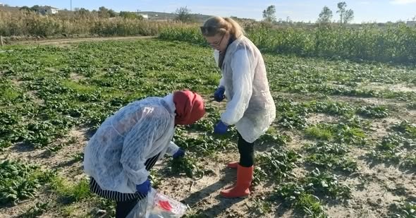 Silivri’de hasat öncesi Pestisit denetimleri gerçekleştirildi