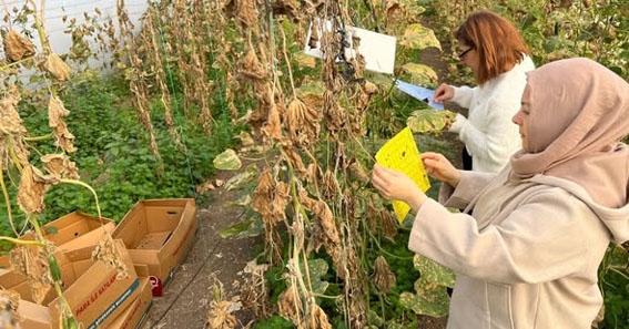 Silivri Değirmenköy’de zararlılara karşı Monitör Tuzak Uygulaması