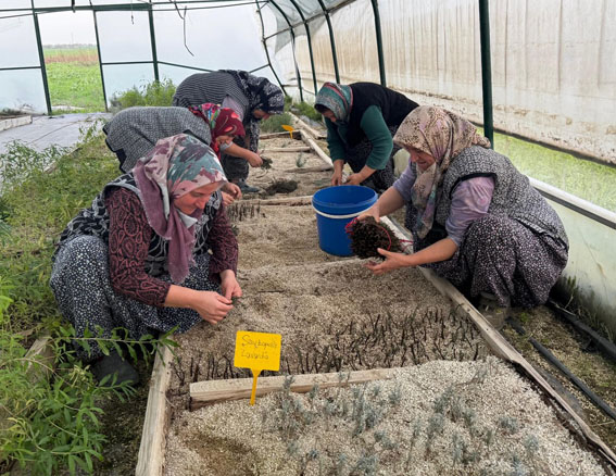Silivri Belediyesi’nden Tıbbi Ve Aromatik Bitki Üretimine bilimsel dokunuş