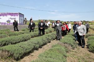 Silivri’de Lavanta tarlasını ziyaret ettiler