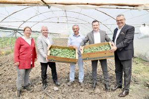 Silivri Belediye Başkanı Balcıoğlu, Gazitepe Mahallesi'nde tarım alanlarını ziyaret etti
