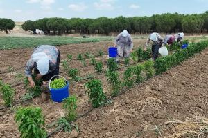 Silivri Belediyesi’nden üretime ve kamuya destek