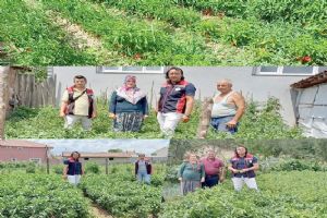 TAKEP kapsamında dağıtılan biber fideleri yerinde kontrol edildi