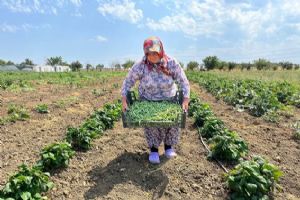Silivri Belediyesi’nden tarımsal üretimde yeni hasat