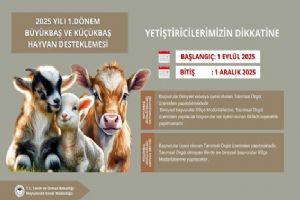 2025 Yılı 1. Dönem Büyükbaş ve Küçükbaş Hayvan Desteklemesi başvuruları başlıyor
