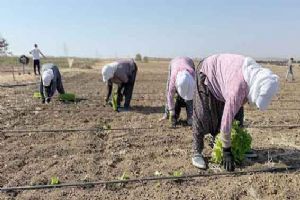 Silivri’de kışlık fide ekimleri başladı