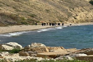 Silivri Kale Park’ta acı son: Genç hukuk öğrencisi ölü bulundu