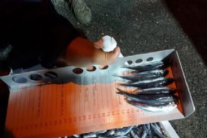 link Silivri’de Balık Boy Ve Yasaklı Tür Denetimi yapıldı