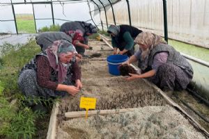 Silivri Belediyesi’nden Tıbbi Ve Aromatik Bitki Üretimine bilimsel dokunuş