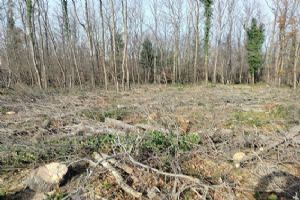 Silivri Danamandıra’da şafak vakti orman katliamı