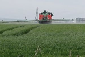 Silivri Belediyesi’nden buğday tarlalarında Kökboğaz Hastalığına karşı ilaçlama