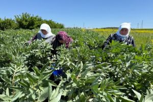 Silivri Belediyesi kendi arazilerinde ürettiği baklaların hasadını gerçekleştirdi