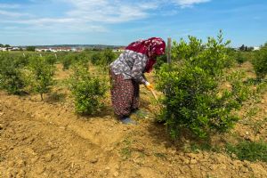 Silivri Belediyesi’nden zeytinliklerde verimi artıracak çalışma