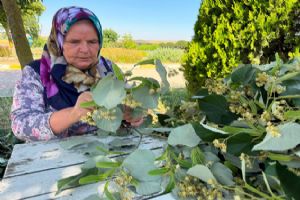 link Silivri Belediyesi’nde ıhlamur hasadı başladı