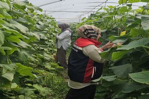 link Silivri'de SERA üretiminde zararlılara karşı Feromon tuzakları takipte