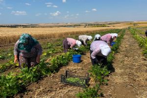 Silivri TÜRAM’da hasat mesaisi başladı