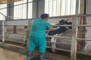 link Silivri Gümüşyaka’da hastalıktan ari işletme çalışması başlatıldı