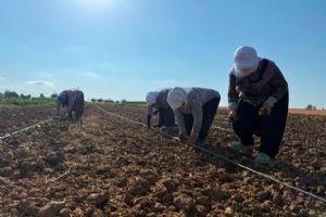 link Silivri TÜRAM’da kışlık sebze fideleri toprakla buluştu
