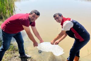 Silivri’de göletlere 112 bin sazan yavrusu bırakıldı Silivri’de göletlere 112 bin sazan yavrusu bırakıldı