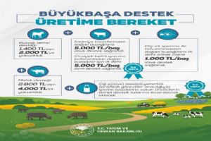 Büyükbaş hayvancılık destekleri artırıldı