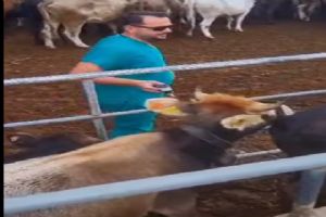 link Silivri’de büyükbaş hayvanlara şap aşılaması başladı