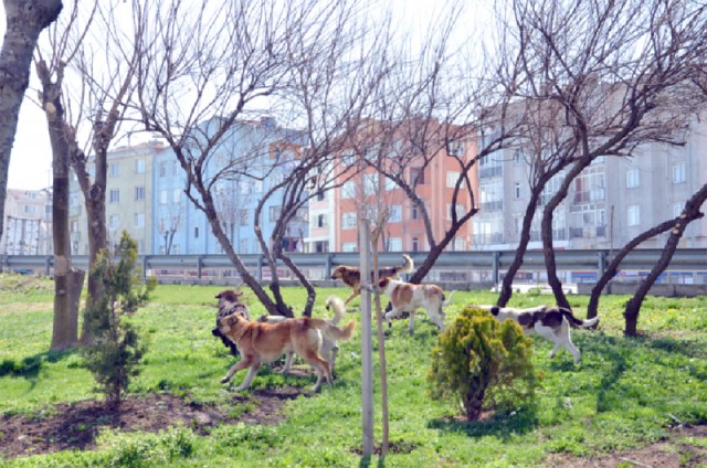 Sokak hayvanları çalışması