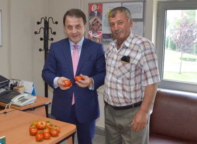 Sezonun ilk domatesleri üretildi