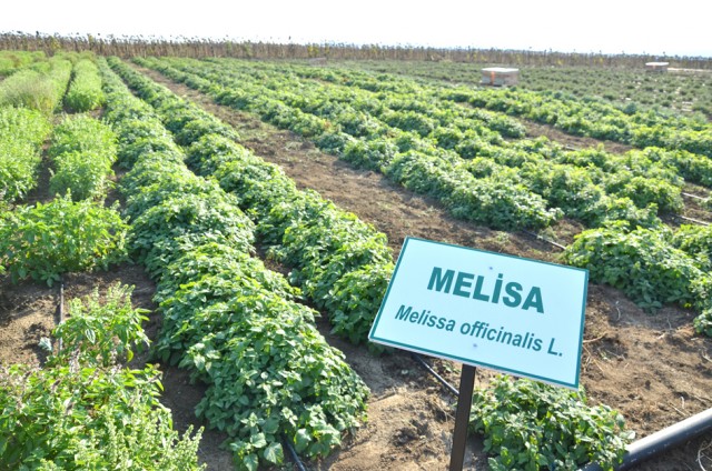 Melisa hasadı yapıldı
